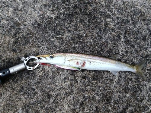 アカカマスの釣果