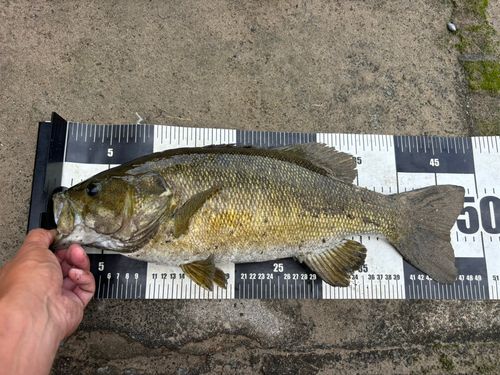 スモールマウスバスの釣果