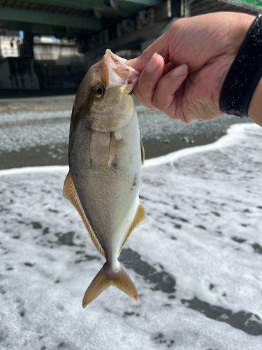 ショゴの釣果