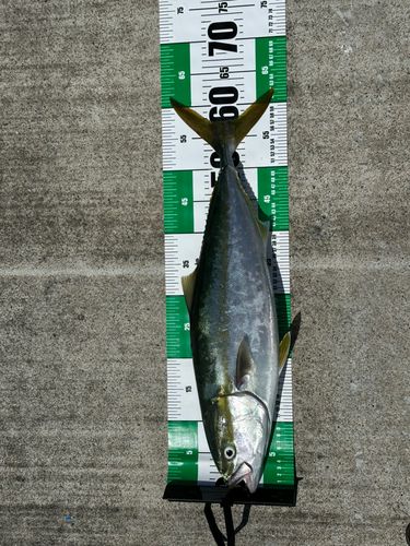 ワラサの釣果