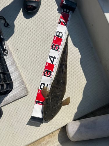 マゴチの釣果