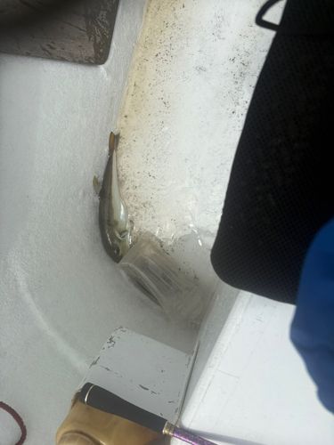 シロサバフグの釣果