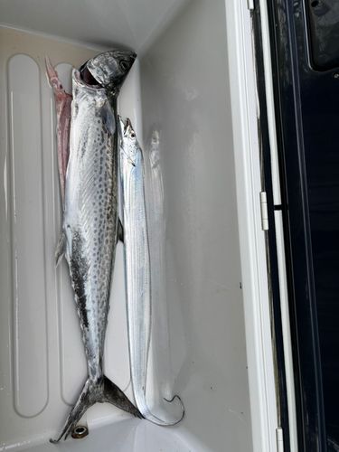 サゴシの釣果