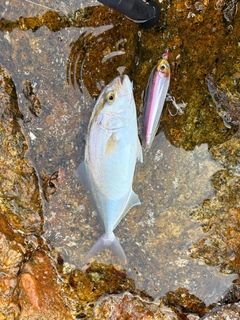 カンパチの釣果