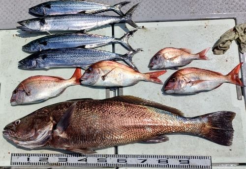 オオニベの釣果