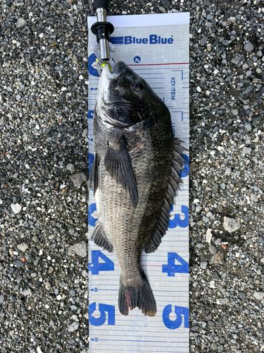 チヌの釣果