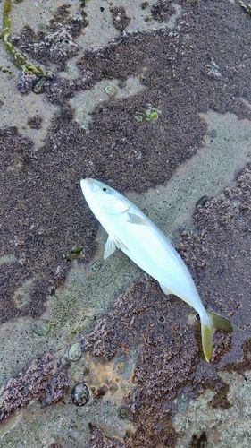 ワカシの釣果