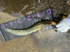 ナマズの釣果