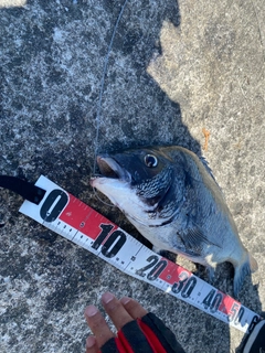 クロダイの釣果