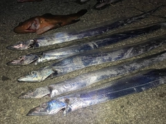 タチウオの釣果