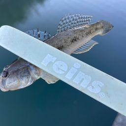 小物アングラーズ さんの 2026年08月15日のハゼの釣り・釣果情報(静岡