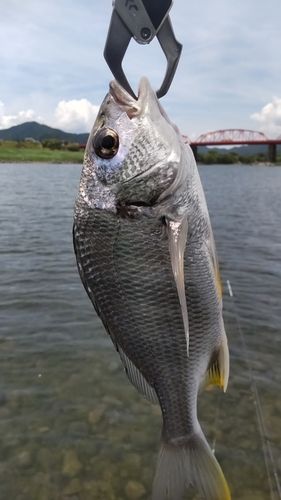 キビレの釣果