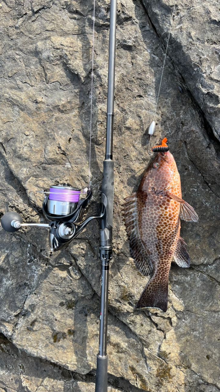 DAIWA 23レグザ LT5000-CXHの最安値・インプレ・釣果 | 本音の口コミが