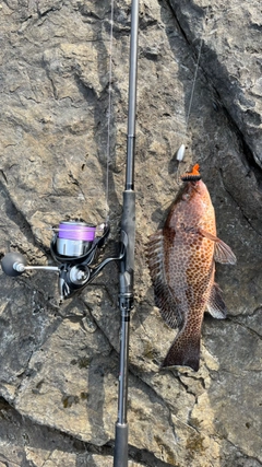 オオモンハタの釣果