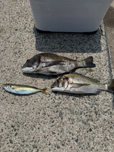 チヌの釣果