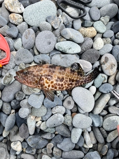 オオモンハタの釣果