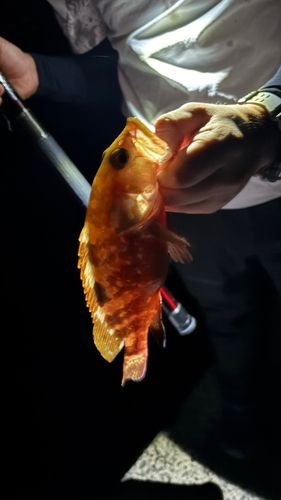 キジハタの釣果