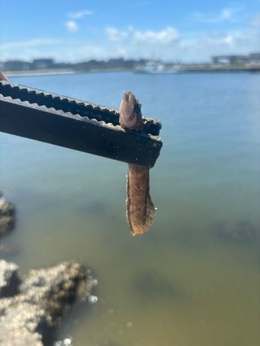 ダイナンギンポの釣果