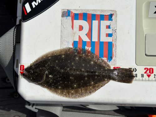 ソゲの釣果