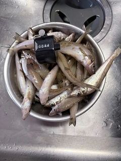 キスの釣果