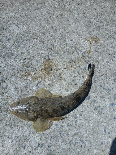マゴチの釣果