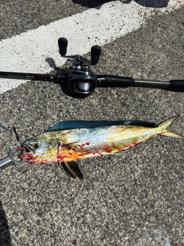 シイラの釣果