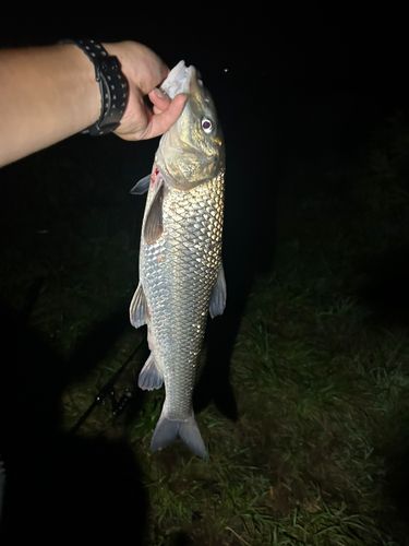 ニゴイの釣果