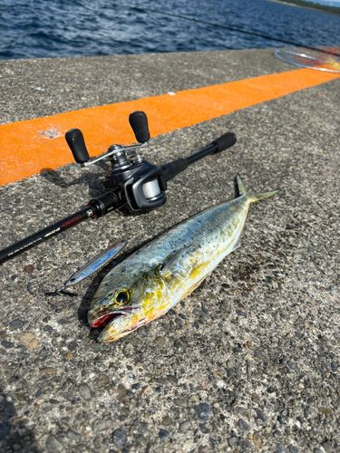 シイラの釣果