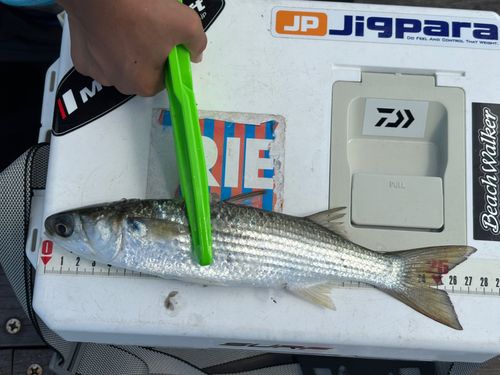 ボラの釣果