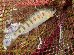 ヤマメの釣果