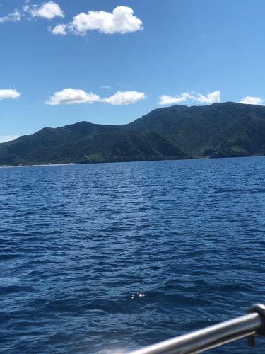 シイラの釣果