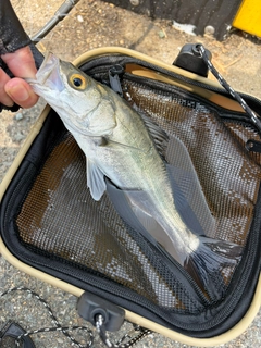 スズキの釣果