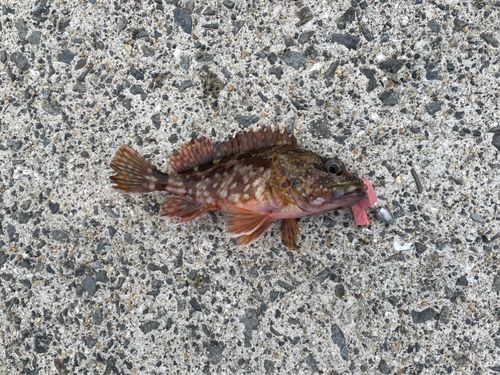 カサゴの釣果