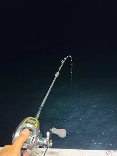 マイカの釣果