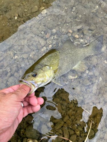 スモールマウスバスの釣果