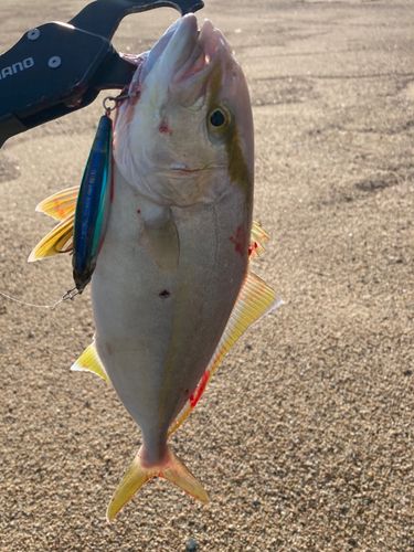 ショゴの釣果
