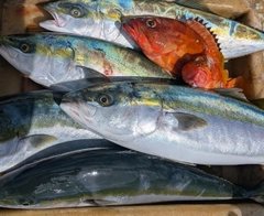 ワラサの釣果