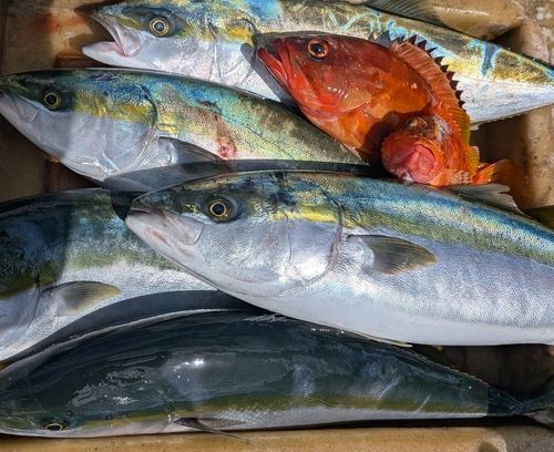 ワラサの釣果
