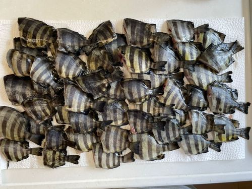 サンバソウの釣果