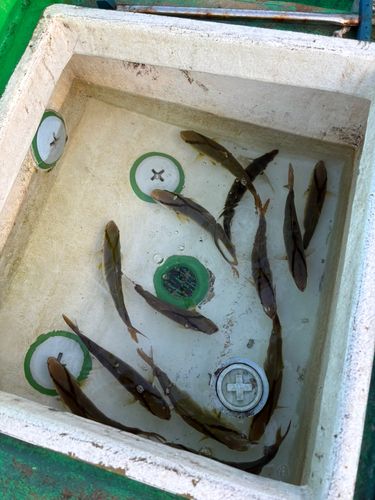 モンゴウイカの釣果