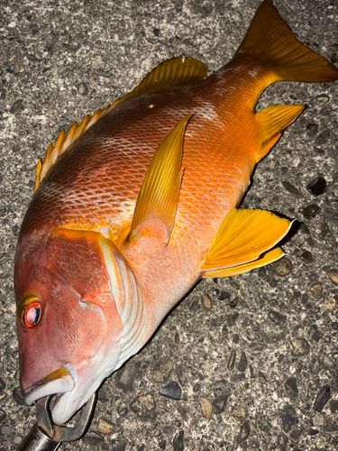 シブダイの釣果