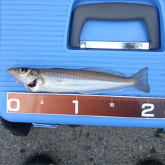シロギスの釣果