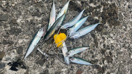 サバの釣果