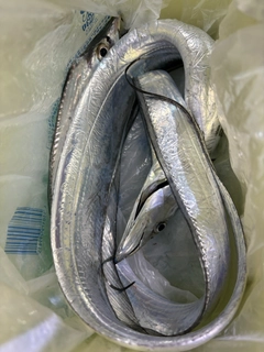タチウオの釣果