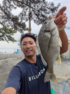 キビレの釣果