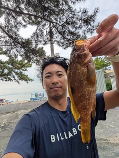 キジハタの釣果