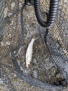 ニゴイの釣果
