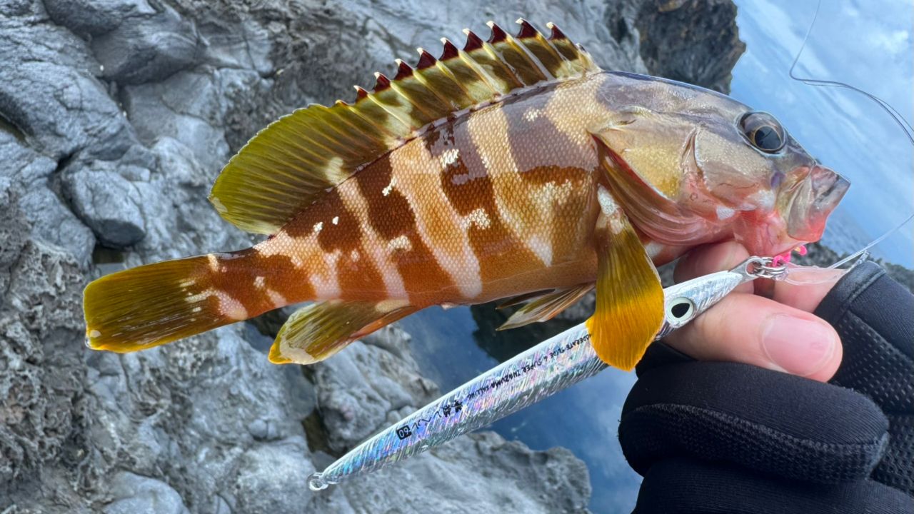 DAIWA 22カルディア SW 8000-Hの最安値・インプレ・釣果 | 本音の