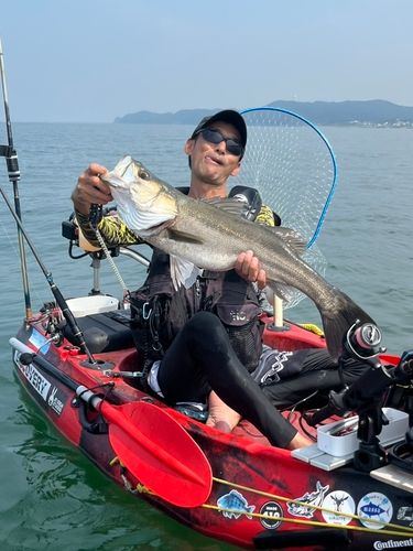 スズキの釣果