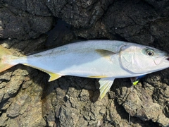 ヒラスの釣果